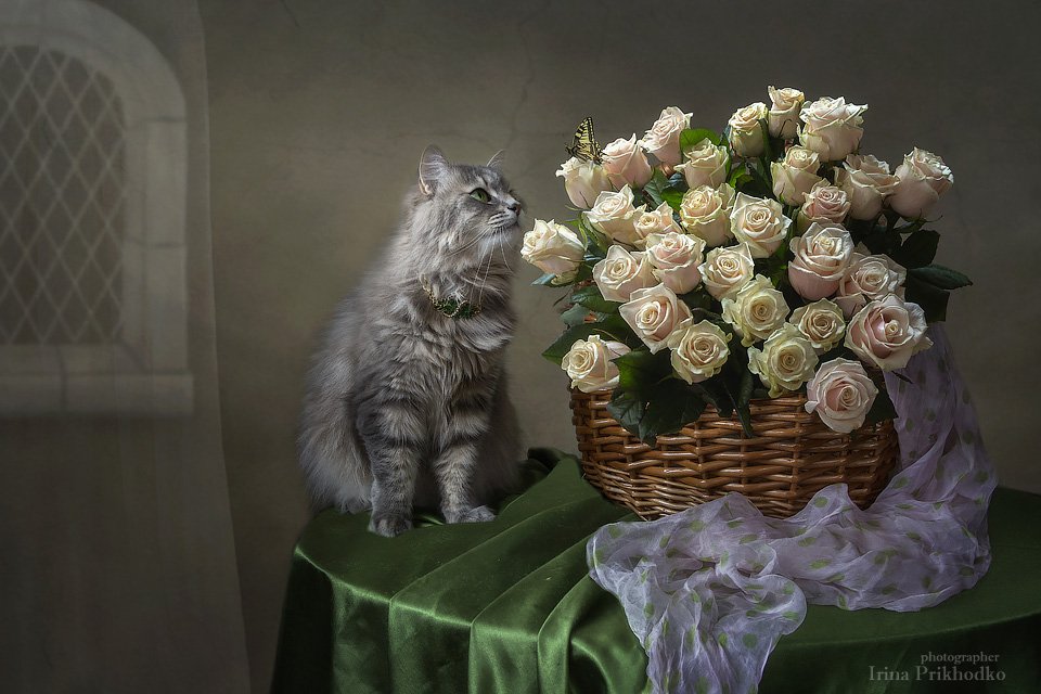 домашние животные, кошка Масяня, корзина розовых роз, натюрморт, бабочка, Ирина Приходько