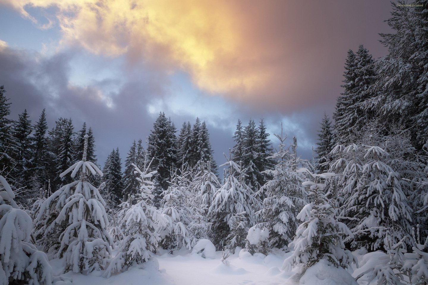 зима, снег, лес, сосны, мороз, снегопад, закат, Смольский Евгений