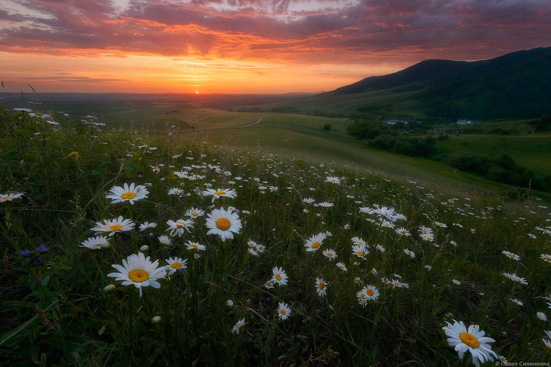 Природа ромашки. Ромашковый рай в Байдарской долине. Поле ромашек. Природа поле ромашки.