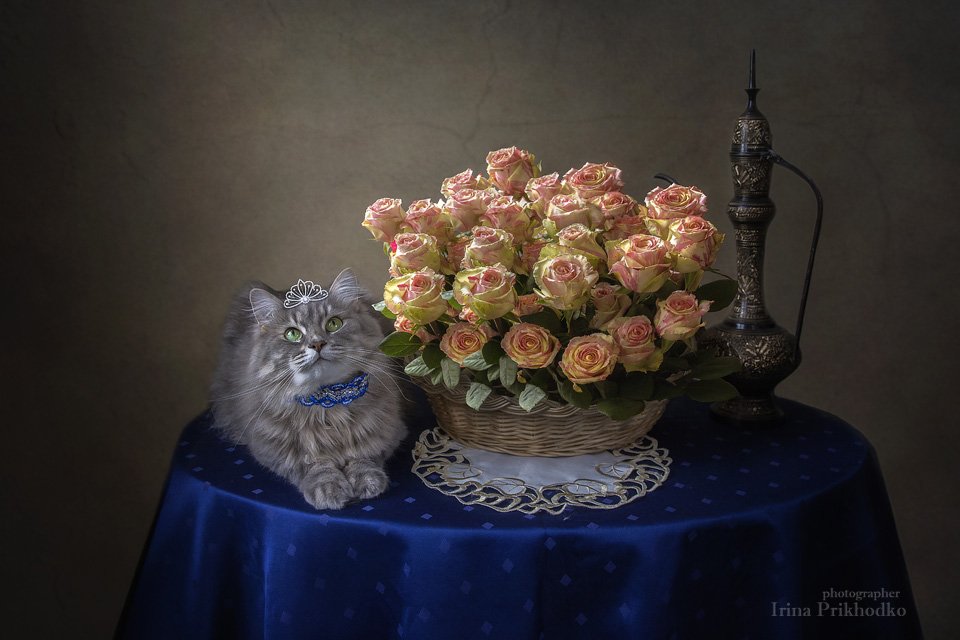 домашние животные, кошка Масяня, котонатюрморт, котомодель, корзина роз, цветочный натюрморт, Ирина Приходько