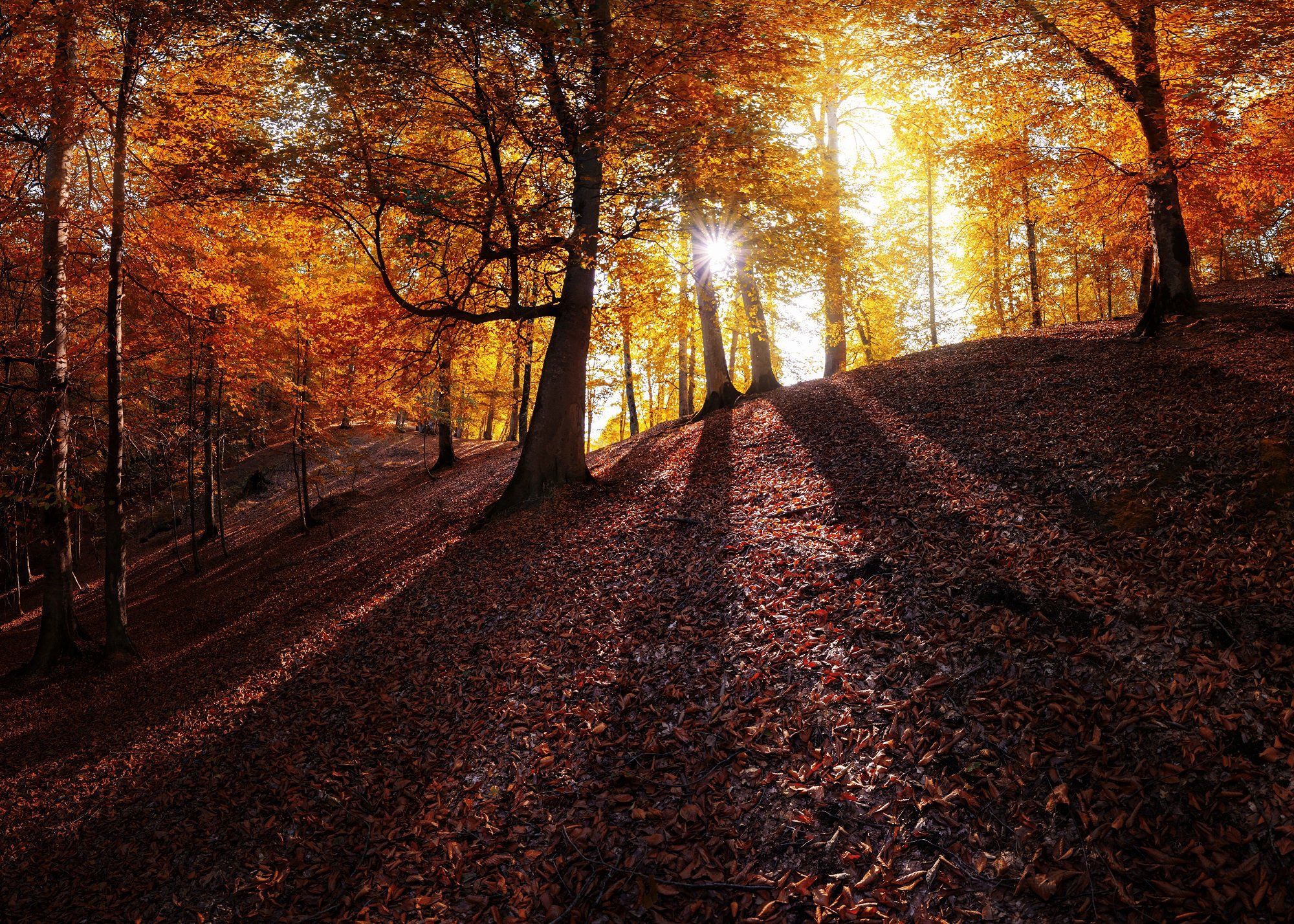 landscape autumn, Pedram Mirsadeghi