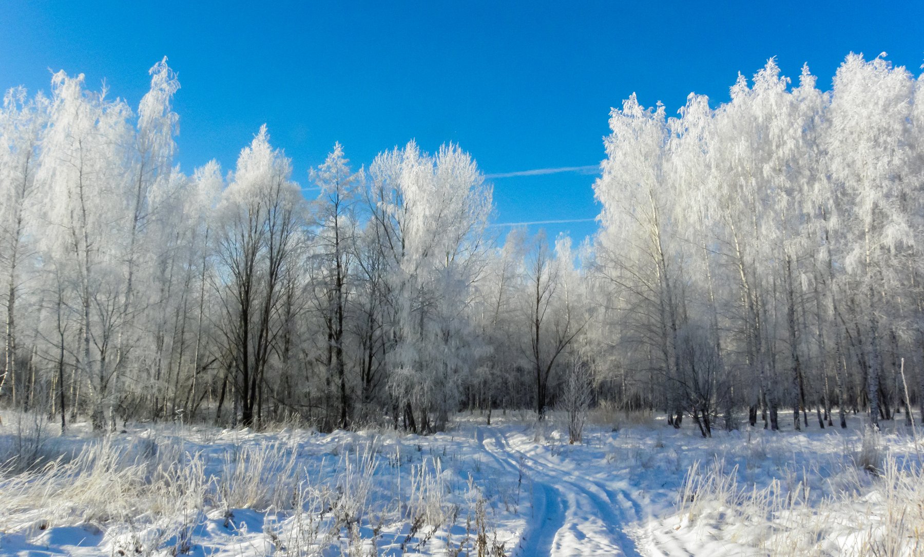 усмань, снег, мороз, лес, иней, зима, берёзы, Руслан Востриков