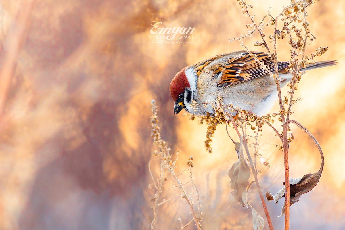 воробей полевой, птицы, животные, дикая природа, украина, харьков, закат, golden light, sparrow, eurasian tree sparrow, passer montanus, animals, wildlife, birds, Emyan