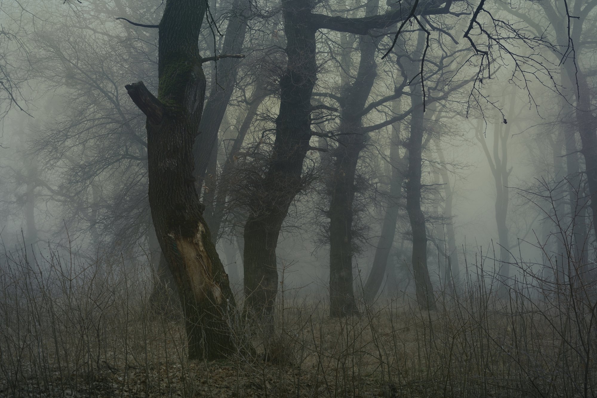 роща туман утро дуб, Александр Жарников