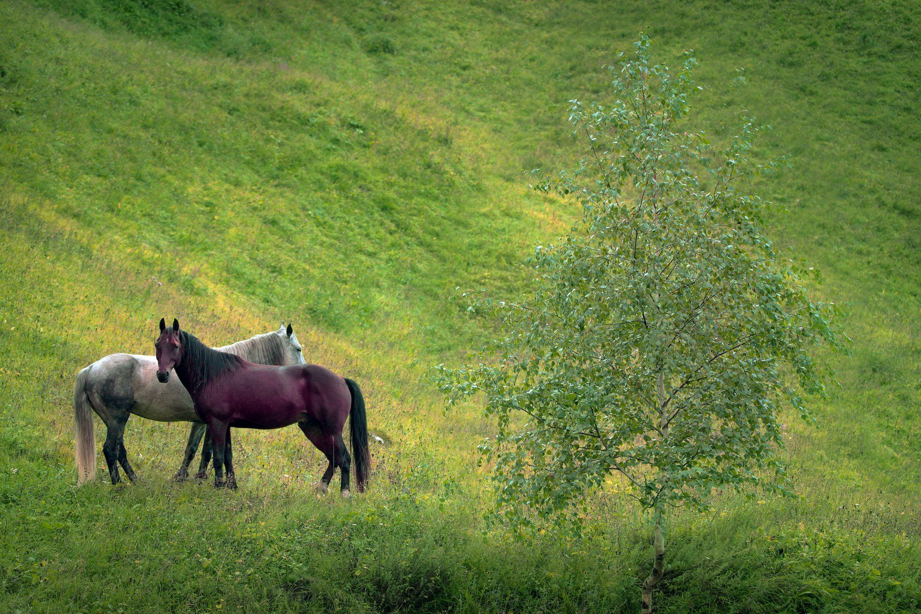 лошади,пейзаж,горы,берёза,дерево, Marat Magov
