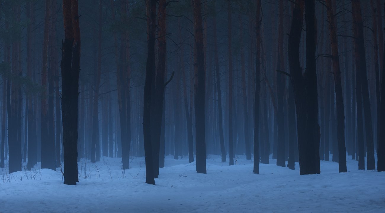 лес, зима, туман, снег, сумерки, Галанзовская Оксана