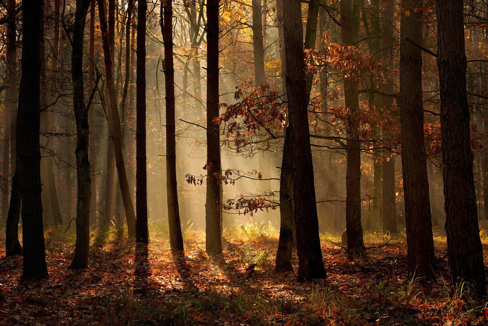 осенний свет autumn light trees dranikowski fall tree magic forest mist a7riii 85mm, Radoslaw Dranikowski