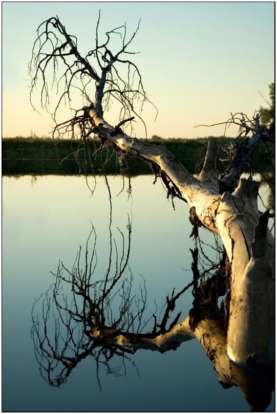 дерево,отражение,вода,татаринцев,природа,аткарск, Sergey Tatarincev