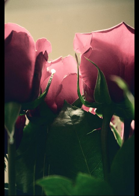 люблю, розы, Lelya