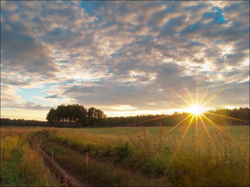 солнце, поле, лес, август, путь, дорога, звезда, Ann Miller