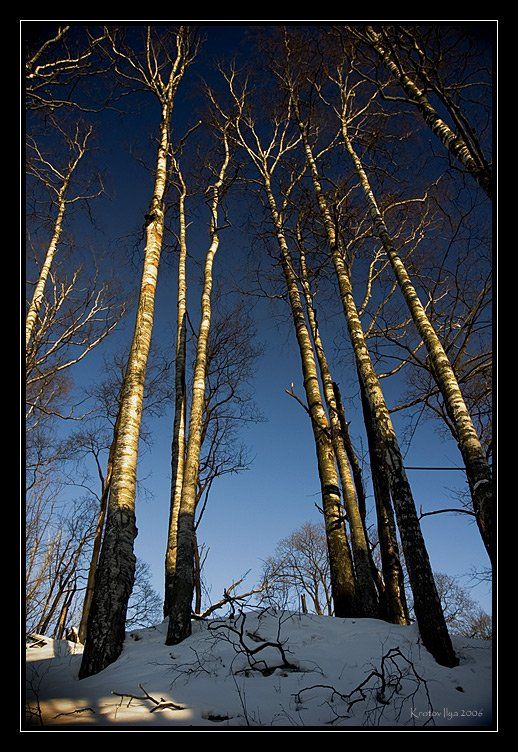 деревья, небо, снег. солнце., Krotov