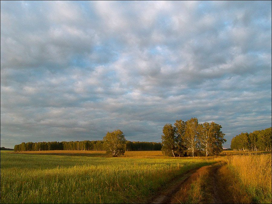 лето, небо, деревья, лес, поле, Ann Miller