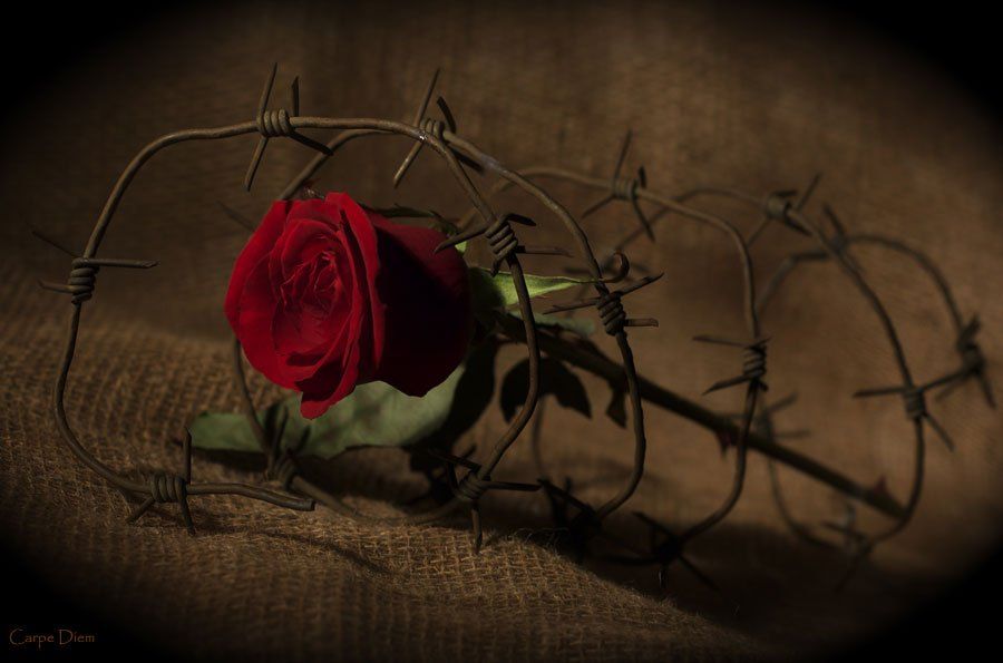роза, шипы, колючая проволока, конфликт, Carpe Diem