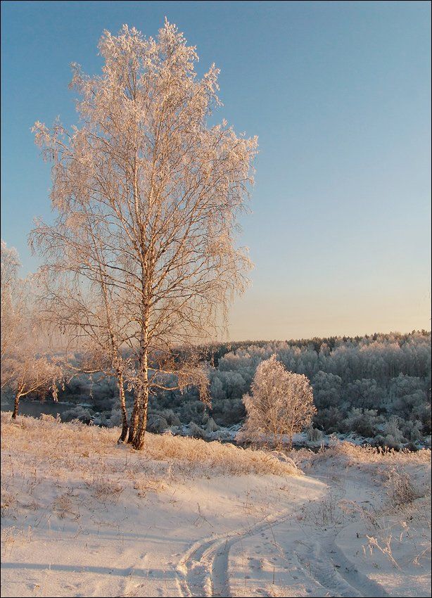 зима, солнце, снег, дорога, река, береза, Ann Miller
