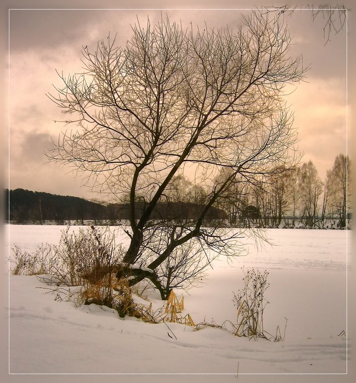 деревце, архангельское, зима, почти сумерки, Katerina Gordeeva