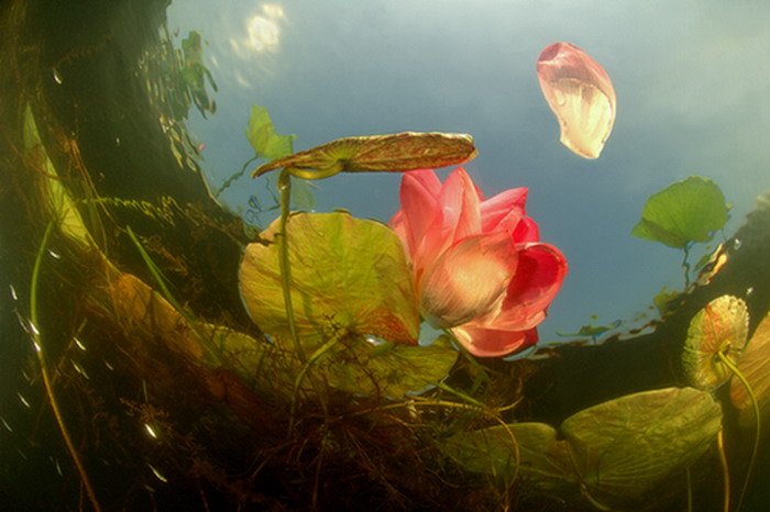 цветы, растения, природа, вода, подводный мир, дайвинг, интерьер, Svetlana Nosova