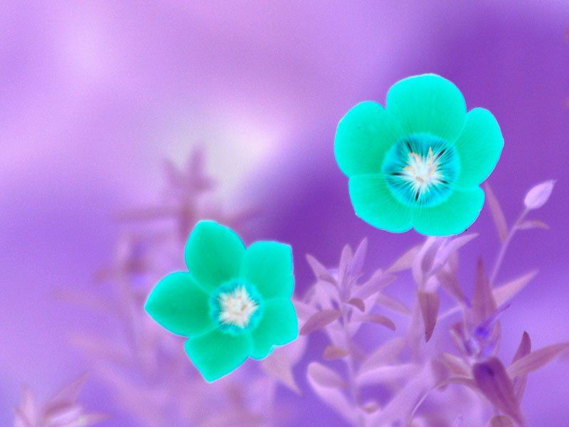 цветы, PhotoN