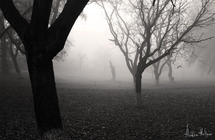 туман, утро, деревья, осень, Кирилл Кириллов