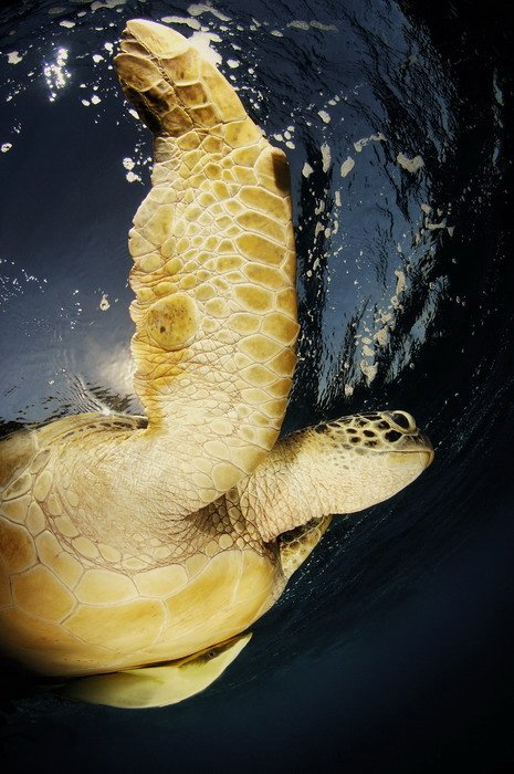 море, черепаха, животные, природа, Svetlana Nosova
