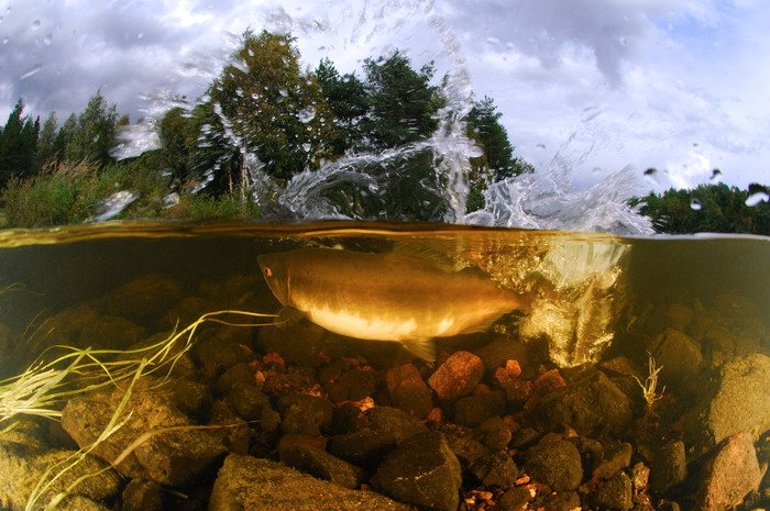 рыба река природа нерест, Svetlana Nosova