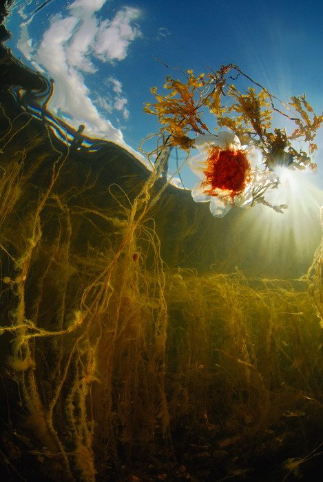 море растения медуза пейзаж, Svetlana Nosova
