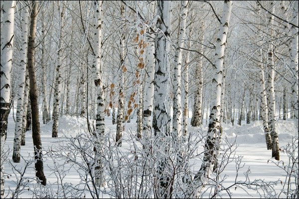 березы. иней, ззима, пейзаж., ReF