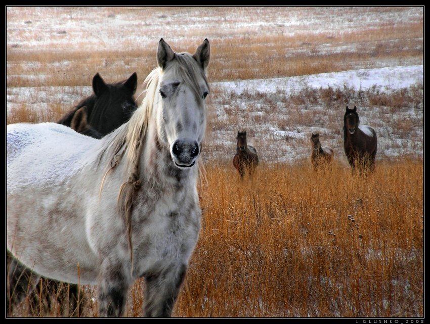 лошади, кони, степь, зима, бурятия, Игорь Глушко