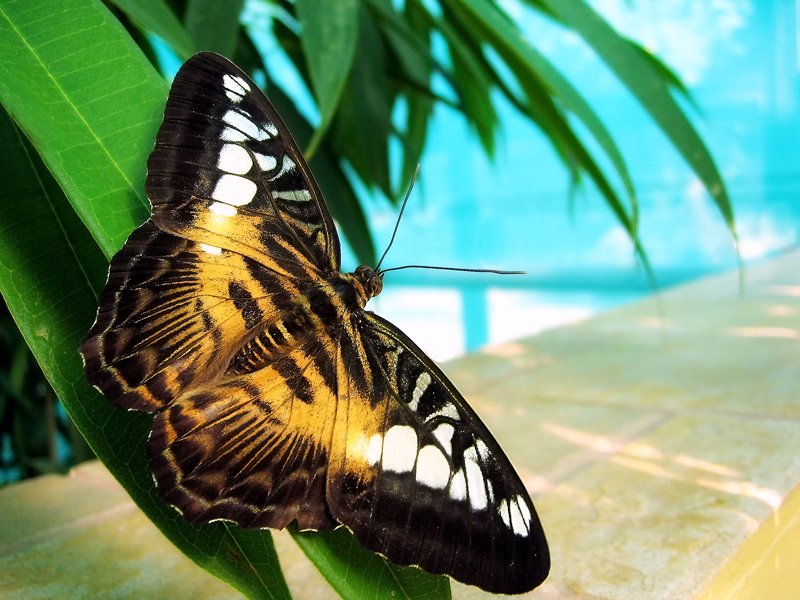 тропическая красавица, московский дом бабочек, Katerina Gordeeva