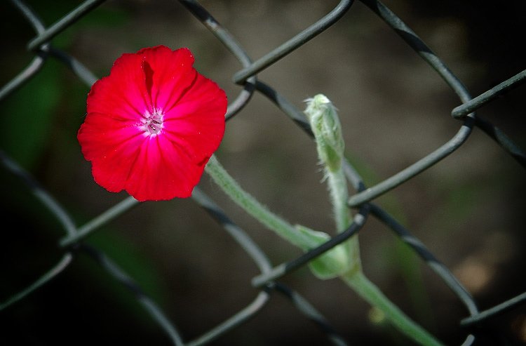 цветок забор стена свобода, Борис Никитин
