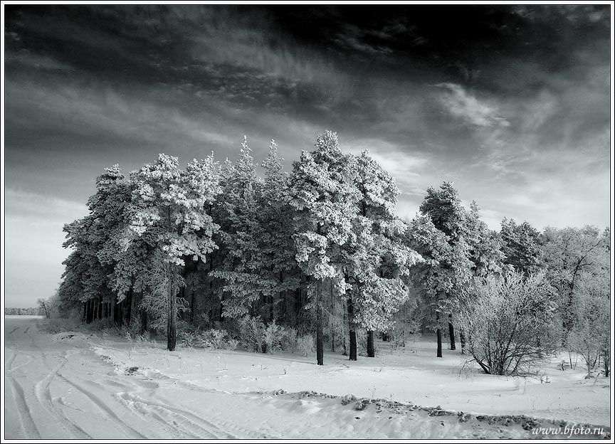 зима, пейзаж, сосна, февраль, лес, снег, небо, Алексей Строганов
