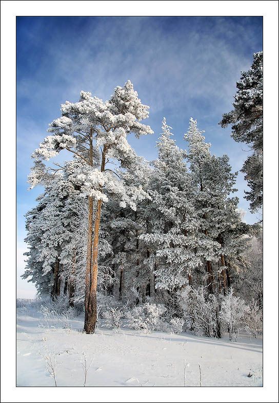 зима, пейзаж, фото, сосны,  дерево, утро, февраль, фотография, photo, foto, landscape, canon, Алексей Строганов