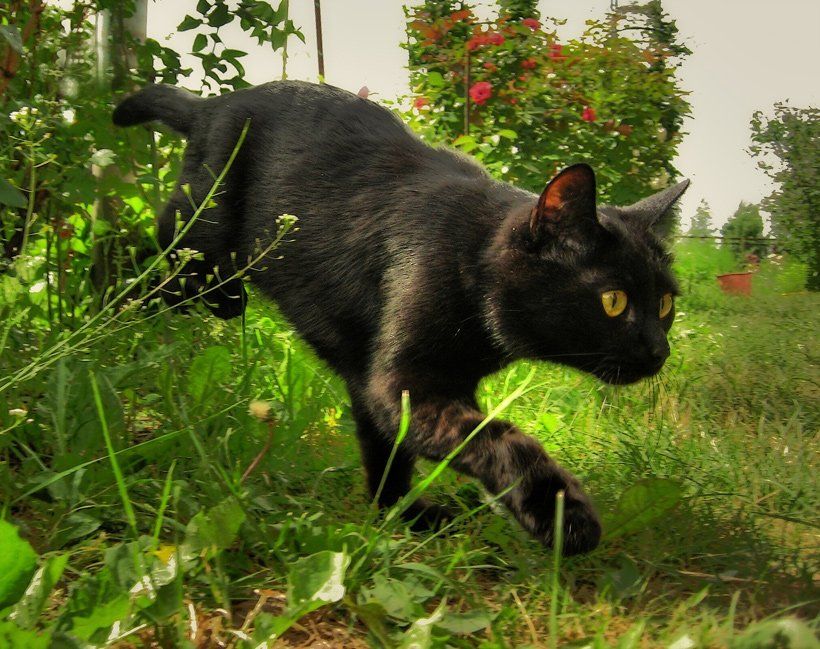 черный кот на охоте, летнее утро, Katerina Gordeeva