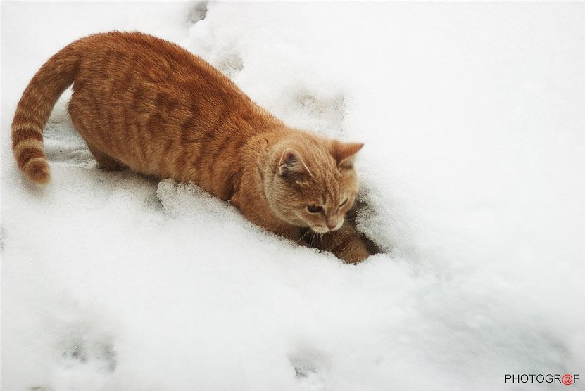 кот, снег, Александр Сафронов