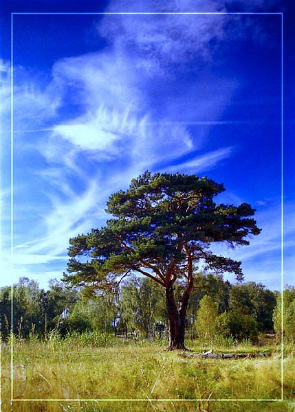 небо облака дерево осень, Борис Никитин