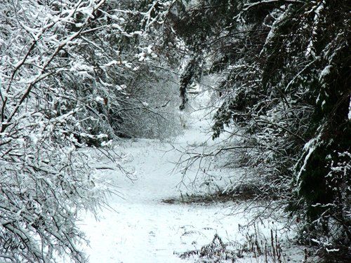 зима,снег,лес,природа,сказка, Givi