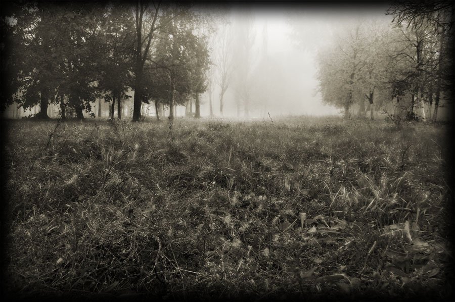 туман, лес, парк, утро., Remint