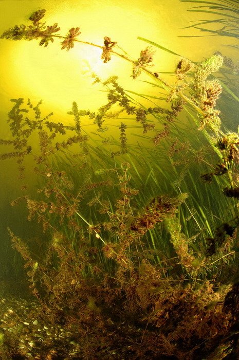 растения, вода, природа, Svetlana Nosova