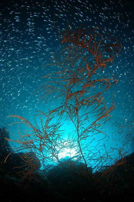 коралл, море, природа, Svetlana Nosova