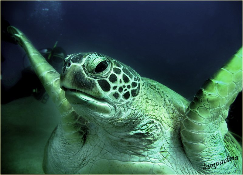 зеленая морская черепаха, lampadina