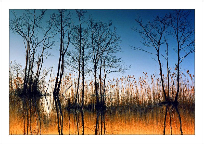 тонущие, деревья, отражение, весна, вечер, тростники, Karlis Keisters