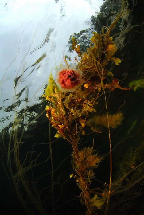 море растения медуза пейзаж, Svetlana Nosova