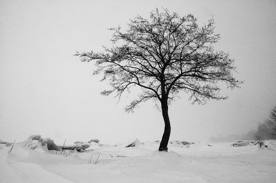 финский залив,снегопад,дерево,лед, Евгений Пугачев.