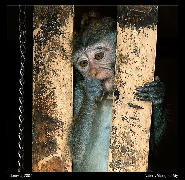 обезьяна, макака, бали, индонезия, зоопарк, Виноградский Валерий