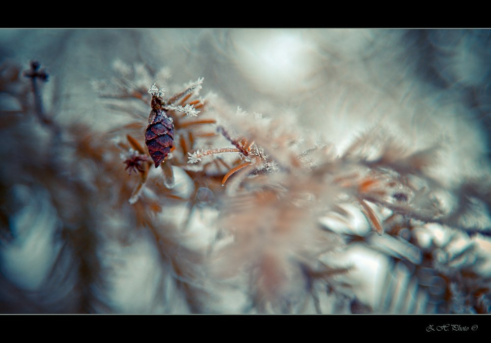 cone, branches, bokeh, blue, Zdravko