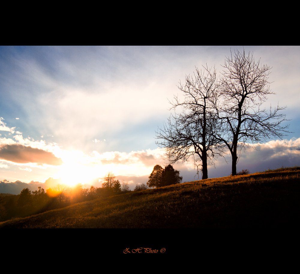 two, trees, sunset, hills, Zdravko