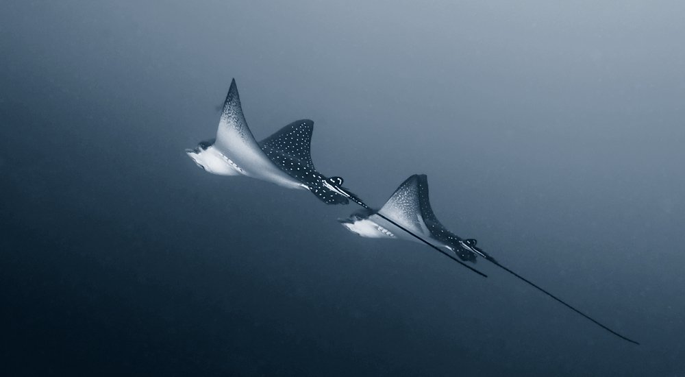 underwater, ray, Виктор Чистов