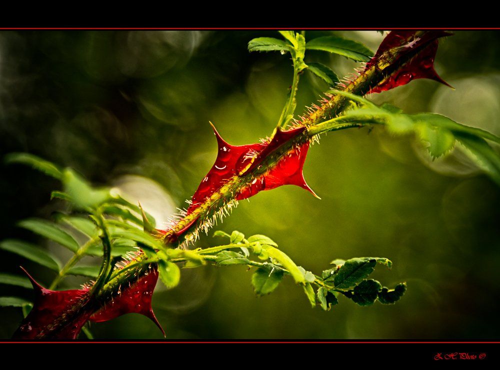 thorn, red, green, drops, Zdravko