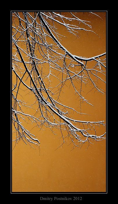 зима,природа,снег,растения,хокку., Dmitry Postnikov