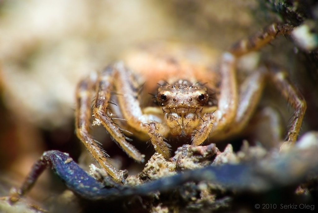 crab, spider, macro, closeup, nikon, d80, паук,  serkiz, oleg, Oleg Serkiz