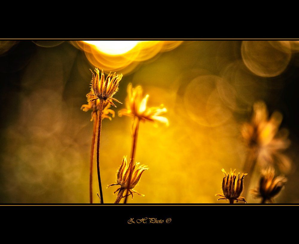 dry, flowers, golden, bokeh, Zdravko